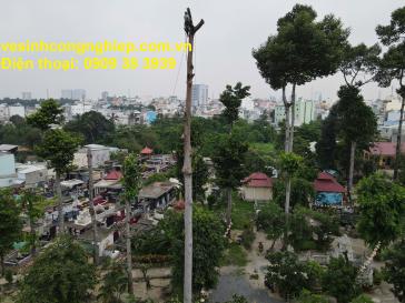 Di dời cây xanh chuyên nghiệp